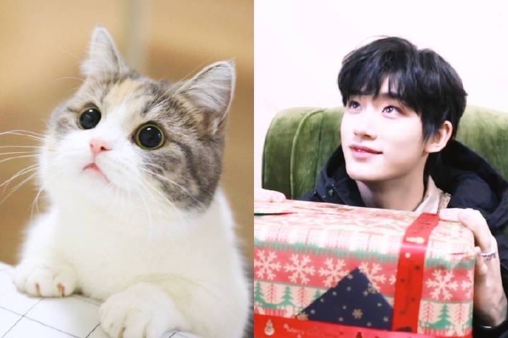 猪猫最新高科技产品重塑生活体验，革新之作引领时代潮流