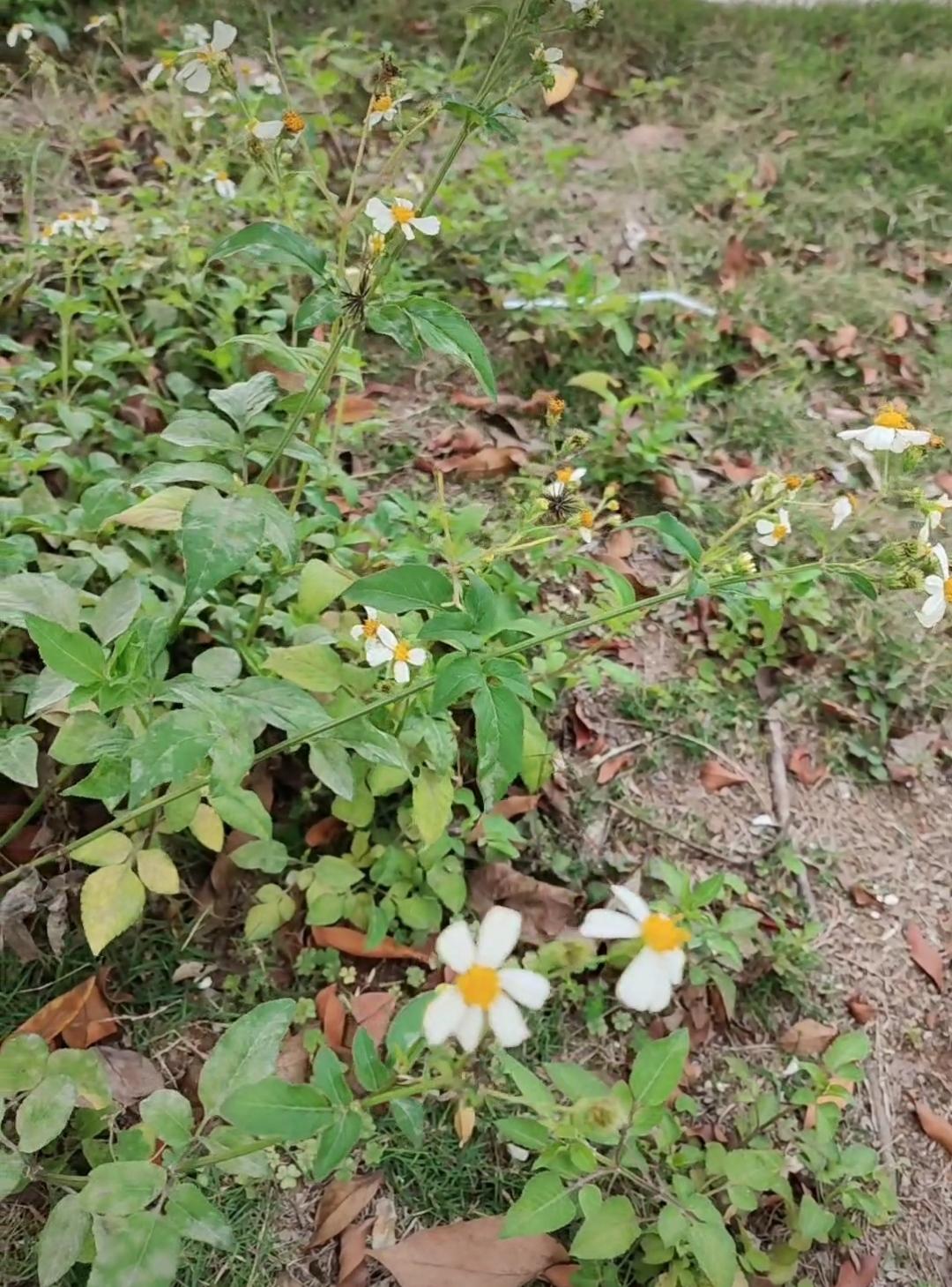 夏日冒险，最新活动温馨开启