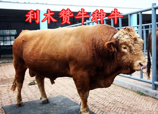 最新牛的价格揭秘与行情分析🐄