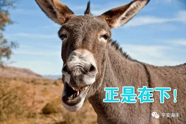 驴电影之旅，自然美景的探寻，驴友准备启程！