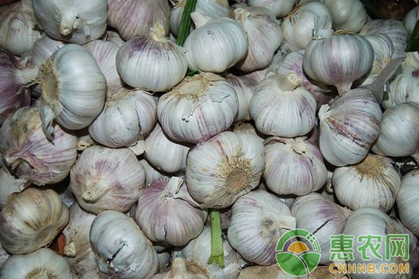 小蒜2017年价格行情分析