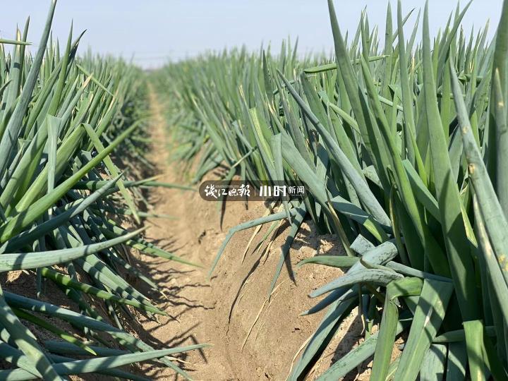 化肥价格行情更新与乡间趣事概述