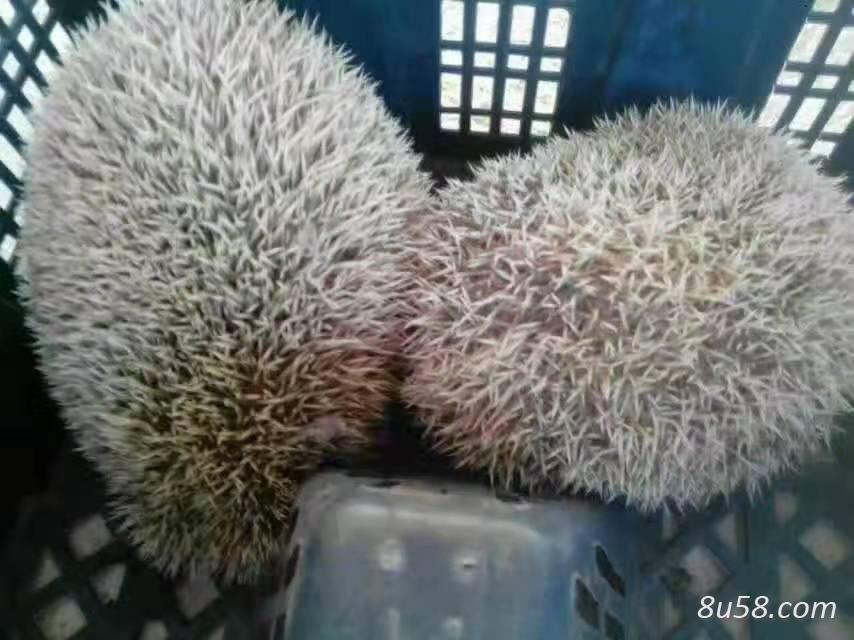刺猬行情，普通人成就非凡之路的故事