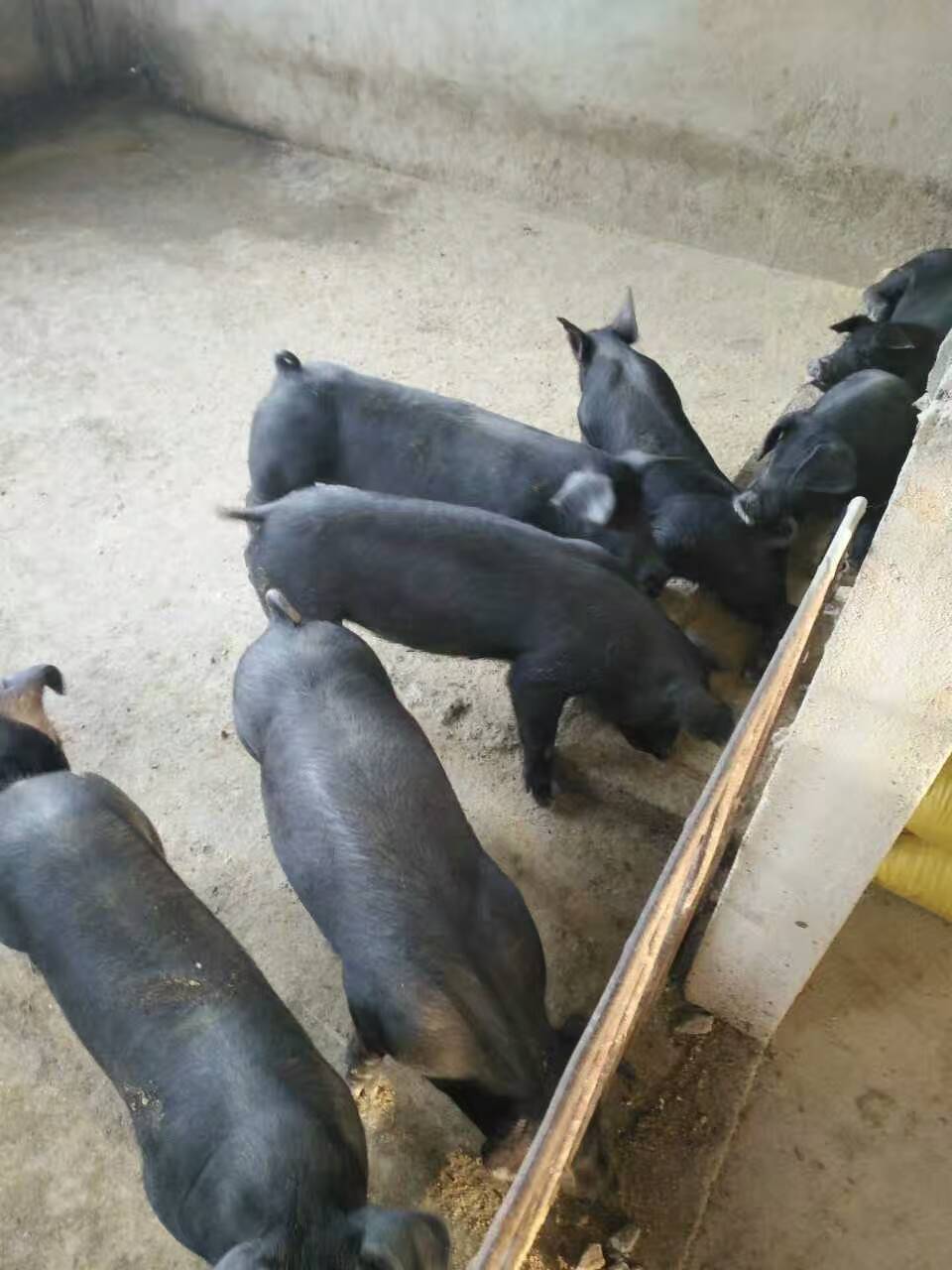 湖北今日肉猪价格行情深度解析