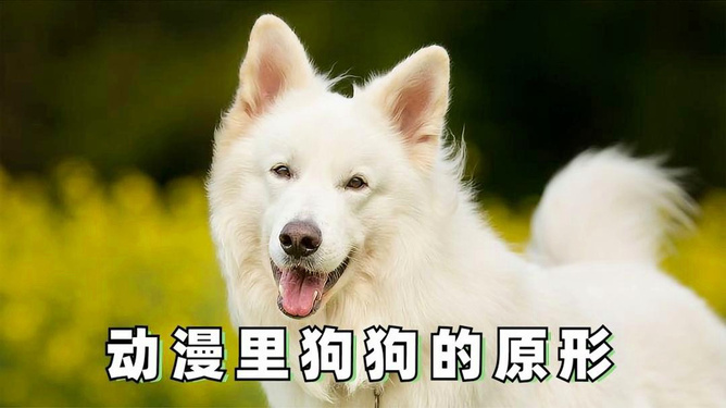 动漫中的狗狗名字与心灵之旅的自然美景探索