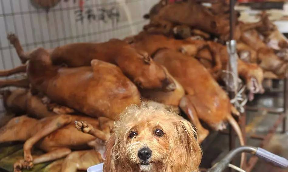 狗肉市场最新行情深度解析
