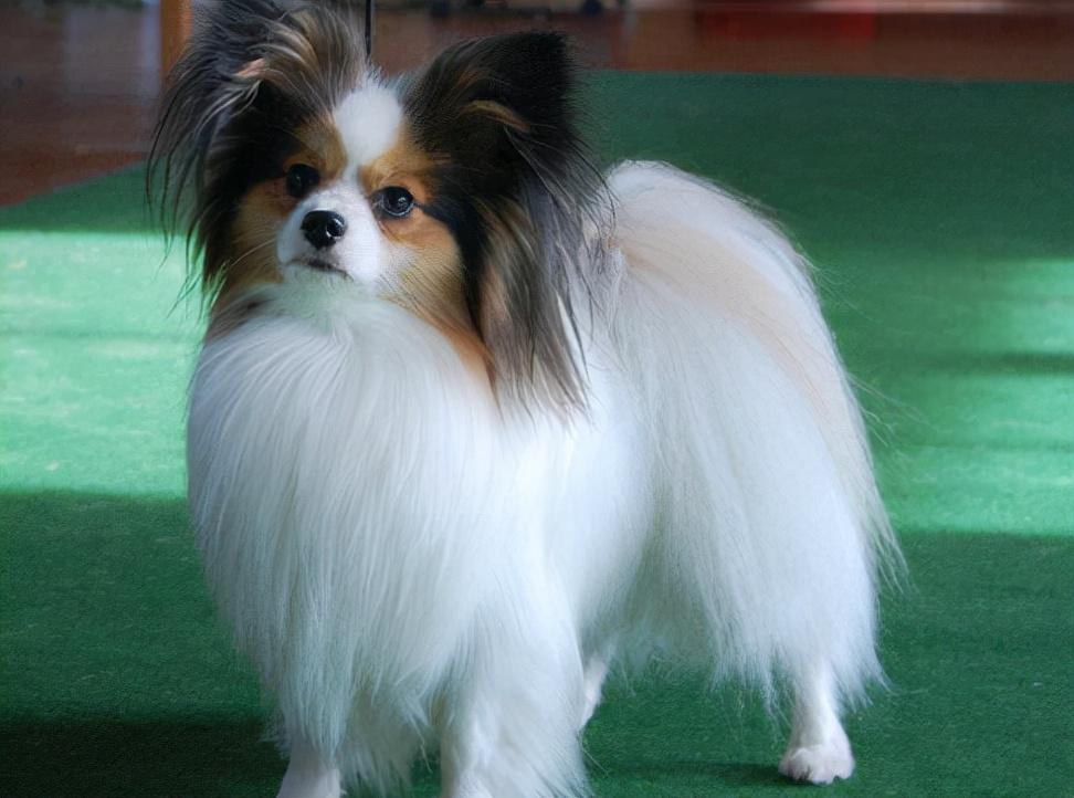 蝴蝶犬价格揭秘，价值背后的温情故事