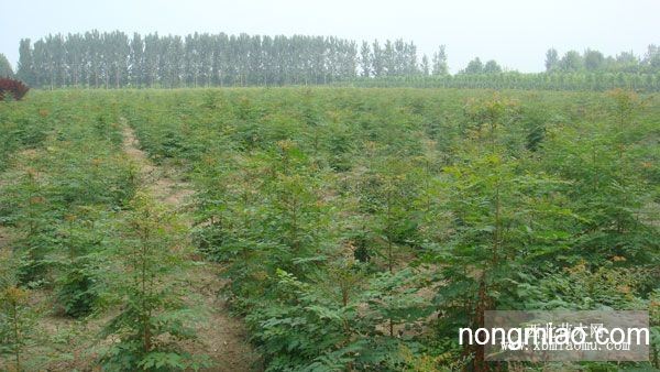北栾最新价格,探寻内心平静的旅程启动
