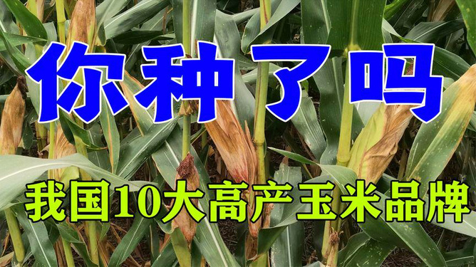 最新加勒比系列种子及其观点论述解析