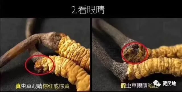 🌟虫类最新行情动态🌟