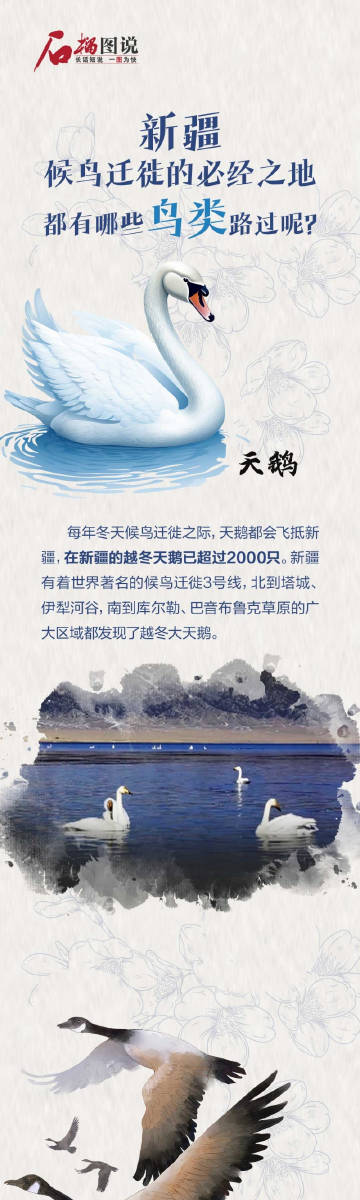 鸟类迁徙最新研究揭秘，迁徙模式的惊人变化揭秘
