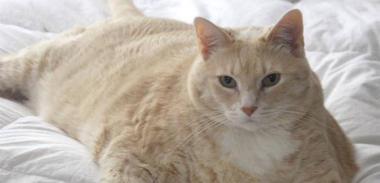 关于猫咪的最新趋势、争议与观点探讨