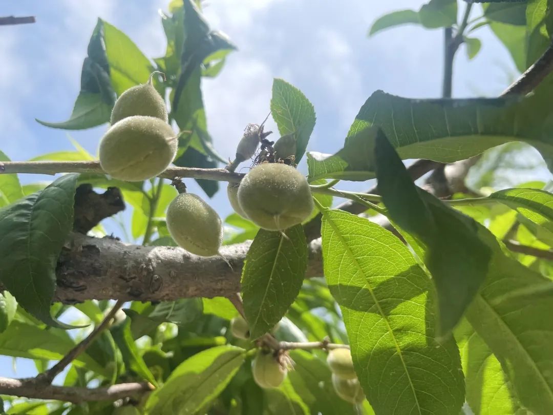 小蜜桃最新魅力探索，独特之处一网打尽