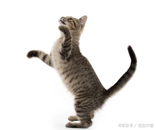 猫咪最新跳转，跃向自信与成就感的冒险之旅