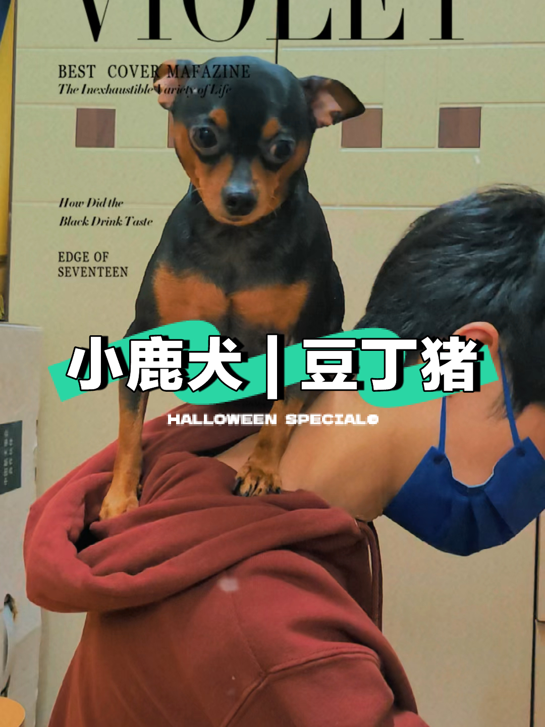 最新小鹿犬，趣事不断，传递温馨友谊与爱的小使者