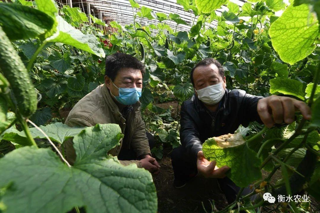 衡水最新肺炎日常实录，抗击疫情的日常故事