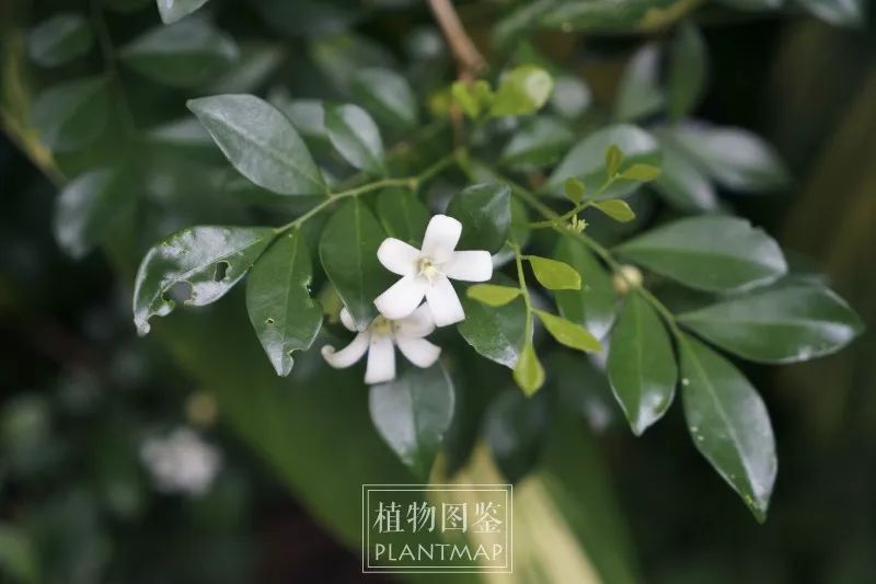 七里香最新探秘，自然美景之旅，追寻内心平和与喜悦的旅程