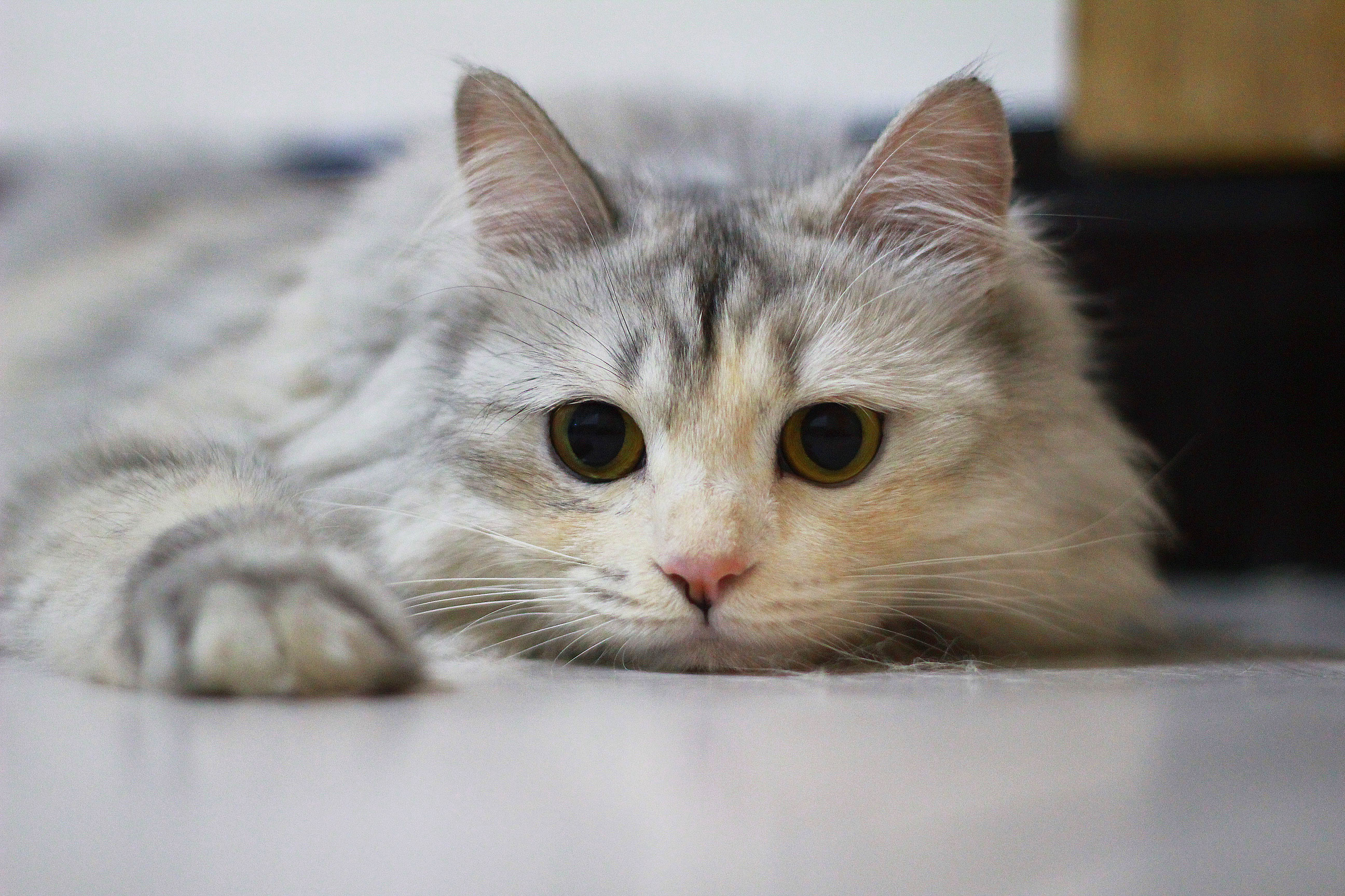 猫咪世界新动态揭秘，猫咪最新版全面解析！